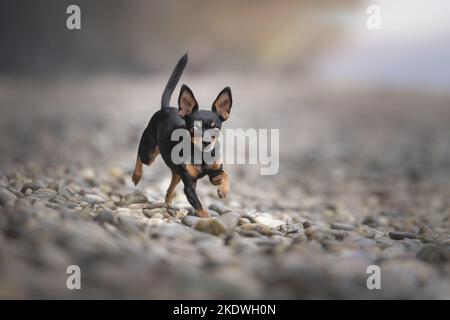 running Prague-Ratter-Chihuahua Stock Photo
