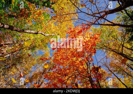 Colourful autumn trees on a sunny day with blue sky seen from below wide angle Stock Photo