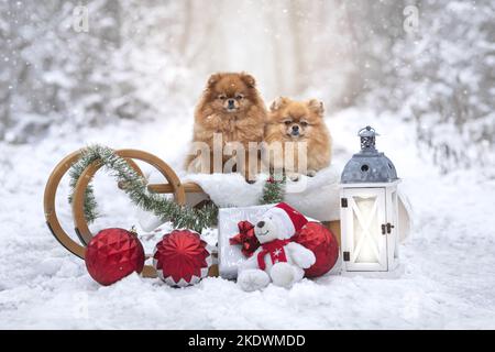2 Pomeranian Stock Photo