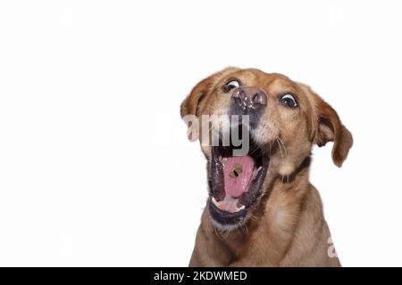 male Retriever-Mongel Stock Photo