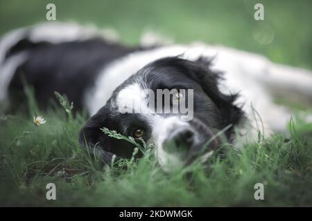male Retriever-Mongel Stock Photo
