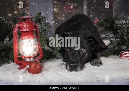male Retriever-Mongel Stock Photo