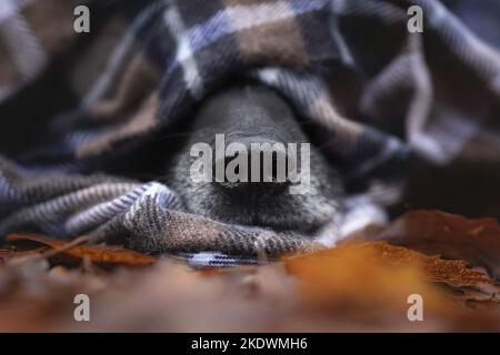 male Retriever-Mongel Stock Photo