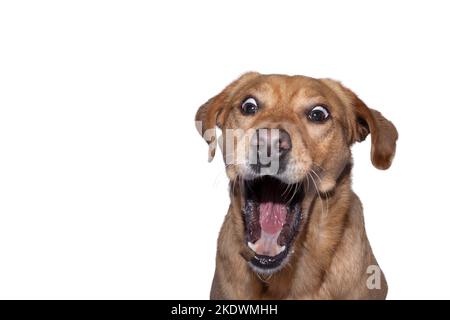 male Retriever-Mongel Stock Photo