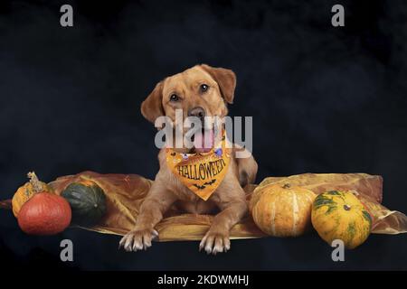 male Retriever-Mongel Stock Photo