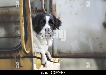 male Retriever-Mongel Stock Photo