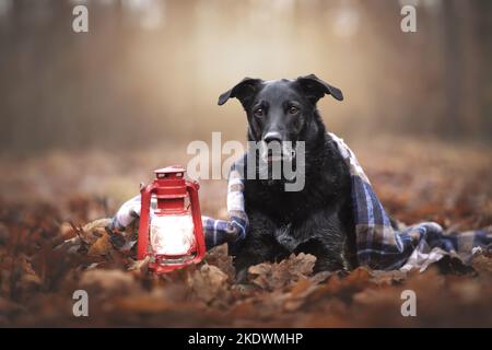 male Retriever-Mongel Stock Photo