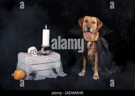 male Retriever-Mongel Stock Photo