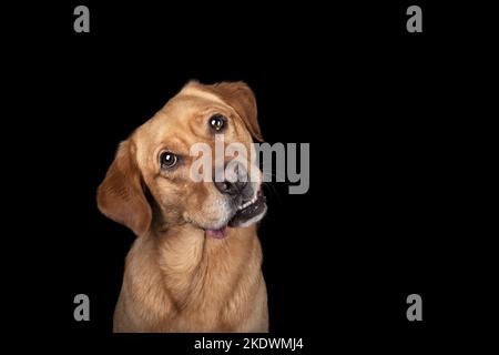 male Retriever-Mongel Stock Photo