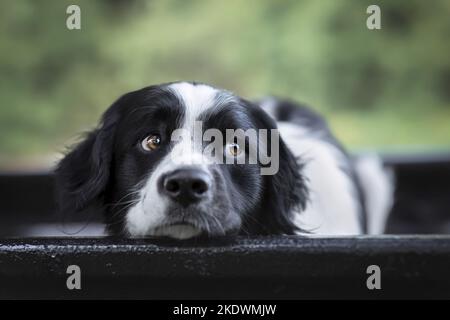 male Retriever-Mongel Stock Photo