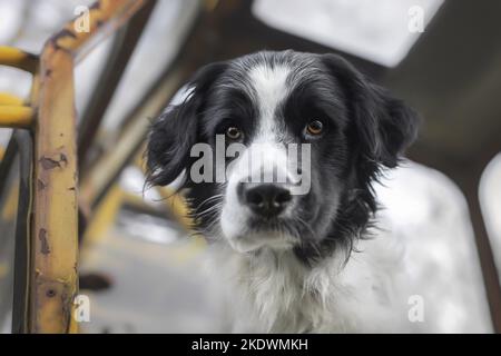 male Retriever-Mongel Stock Photo