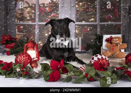 male Retriever-Mongel Stock Photo
