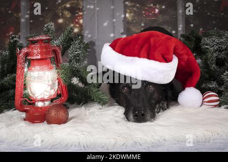 male Retriever-Mongel Stock Photo