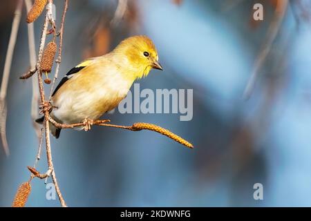 American goldfinch in winter plumage Stock Photo