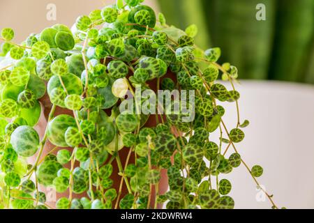 Peperomia prostrata aka 'string of turtles' on a white background. Dainty patterned leaves peperomia trailing houseplant in a modern apartment. Stock Photo