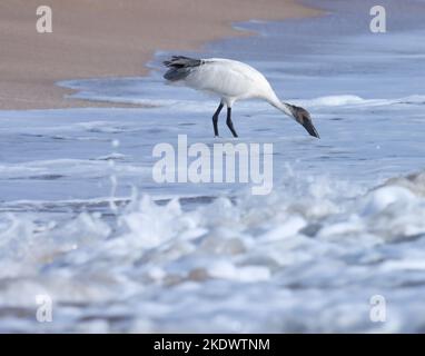 White ibis standing in ocean water, madhavpur, india. oriental white ibis or black headed ibis. Threskiornis melanocephalus. waterbird. seabird. Stock Photo