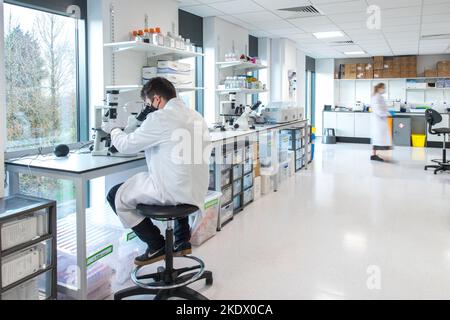 Researcher using microscope in a cancer research laboratory Stock Photo