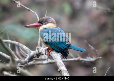 A Stork Billed Kingfisher perched on a branch above the water. Stock Photo