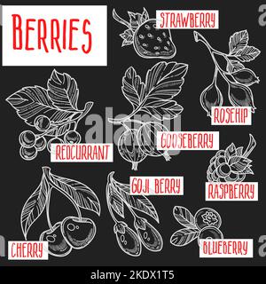 Natural organic fruits berries sketches harvest and cultivation vector Stock Vector
