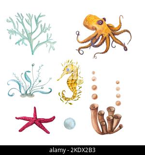 Watercolor illustration of a set of marine fauna isolated on white background. Octopus, starfish, shells, corals, seahorse, seaweed, plants, water Stock Photo