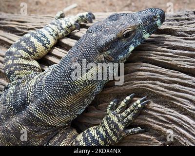 Placid leisurely Lace Monitor relaxing in the sunshine. Stock Photo