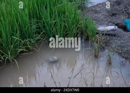 rice plant growing on the wet paddy bed field. Stock Photo