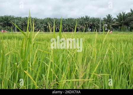 rice plant growing on the wet paddy bed field. Stock Photo