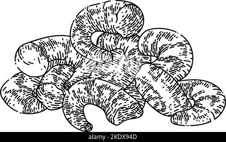 shrimp peeled sketch hand drawn vector Stock Vector