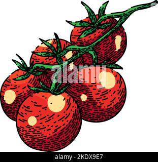 cherry tomatoes sketch hand drawn vector Stock Vector