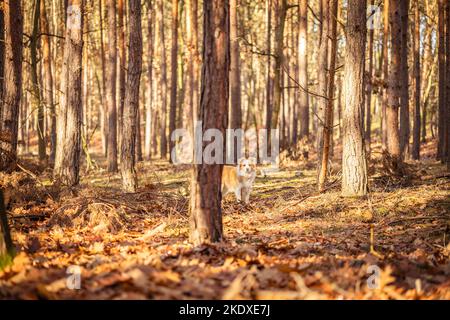 Border collie dog in the autumn forest. Stock Photo