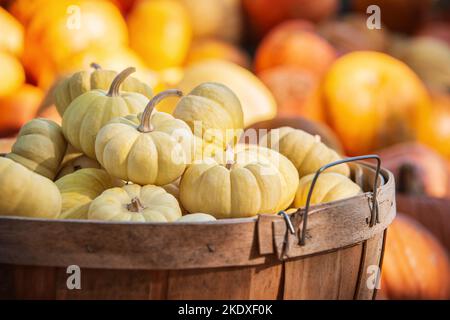 White mini pumpkins in a wood basket on a sunny autumn day in the garden. Closeup. Pumpkins in the background. Stock Photo