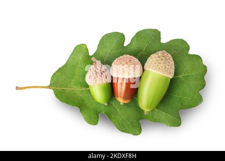 Dried acorns nuts on a green acorn leaf isolated on white background Stock Photo