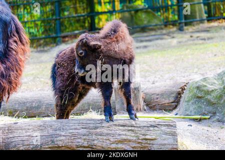 Bison baby posing on log at local zoo Stock Photo