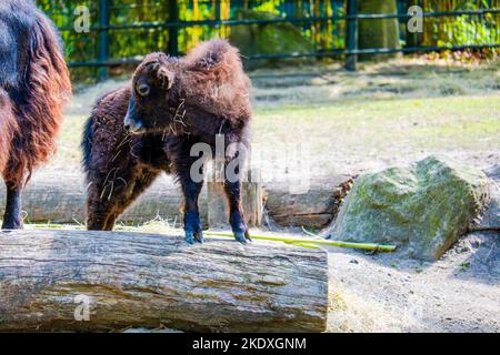 Bison baby posing on log at local zoo Stock Photo