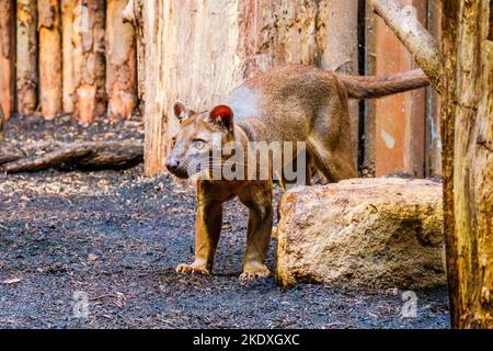 The Fossa of Madagascar close-up portrait in zoo Stock Photo