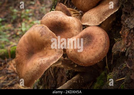 Large Honey Mushrooms, Armillaria cf. altimontana, growing at the base of a dead ponderosa pine, on Threemile Creek, west of Troy, Montana  Kingdom: F Stock Photo