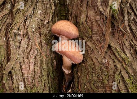 Large Honey Mushrooms, Armillaria cf. altimontana, growing out of the base of a western red cedar, on Threemile Creek, west of Troy, Montana.  Kingdom Stock Photo