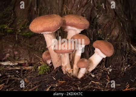 Large Honey Mushrooms, Armillaria cf. altimontana, growing out of the base of a western red cedar, on Threemile Creek, west of Troy, Montana.  Kingdom Stock Photo