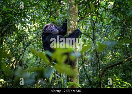 Adult chimpanzee, Pan troglodytes, climbing a tree, as seen through a break in the dense rainforest undergrowth. Kibale National Park, Uganda. Stock Photo