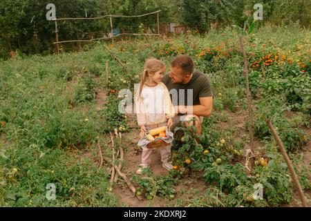 Dad with basket of corn and tomatoes speaking with daughter while harvesting vegetables on farm together Stock Photo