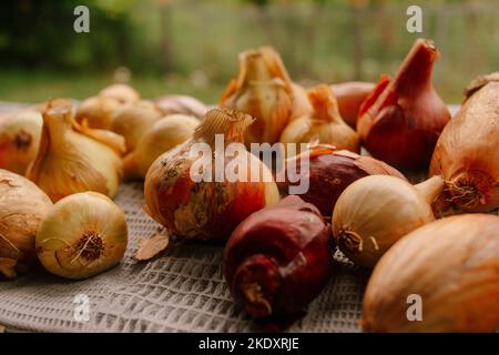 Bunch of ripe onions lying and drying on ornamental white tablecloth Stock Photo