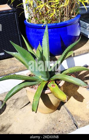 Agave Americana on a sunny patio - John Gollop Stock Photo