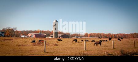 sunrise over a cattle farm in autumn Stock Photo