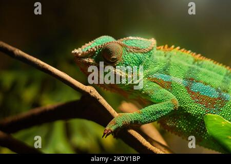 A green chameleon sits on a branch among leaves. A lizard in a terrarium. Stock Photo