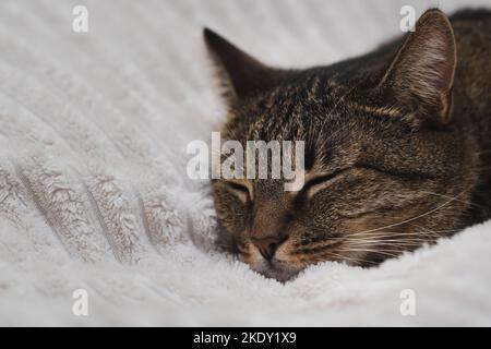 Portrait of a sleeping cat on the bed Stock Photo - Alamy