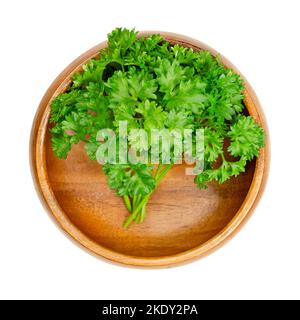 Curly parsley, in a wooden bowl. Fresh curly leaf parsley, with bright green crinkled leaves, used as a garnish. Petroselinum crispum. Stock Photo