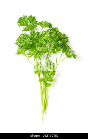 Bunch of curly parsley, from above. Fresh curly leaf parsley, with bright green crinkled leaves, used as a garnish. Petroselinum crispum. Stock Photo