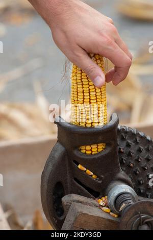 Italy, Lombardy, Historical Reenactment Farmer, Man Using Ancient Manual Machine To Shell the Cobs of Yellow Corn Stock Photo