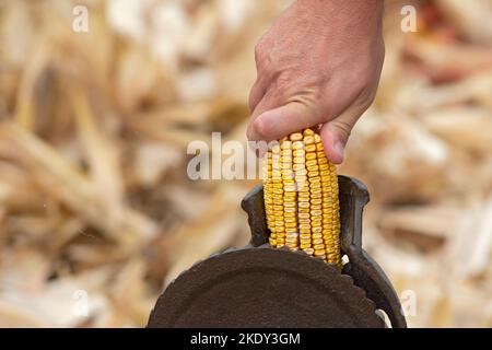 Italy, Lombardy, Historical Reenactment Farmer, Man Using Ancient Manual Machine To Shell the Cobs of Yellow Corn Stock Photo