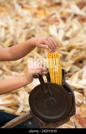 Italy, Lombardy, Historical Reenactment Farmer, Child Using Ancient Manual Machine To Shell the Cobs of Yellow Corn Stock Photo